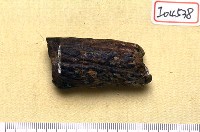 藏品(鹿角)的圖片